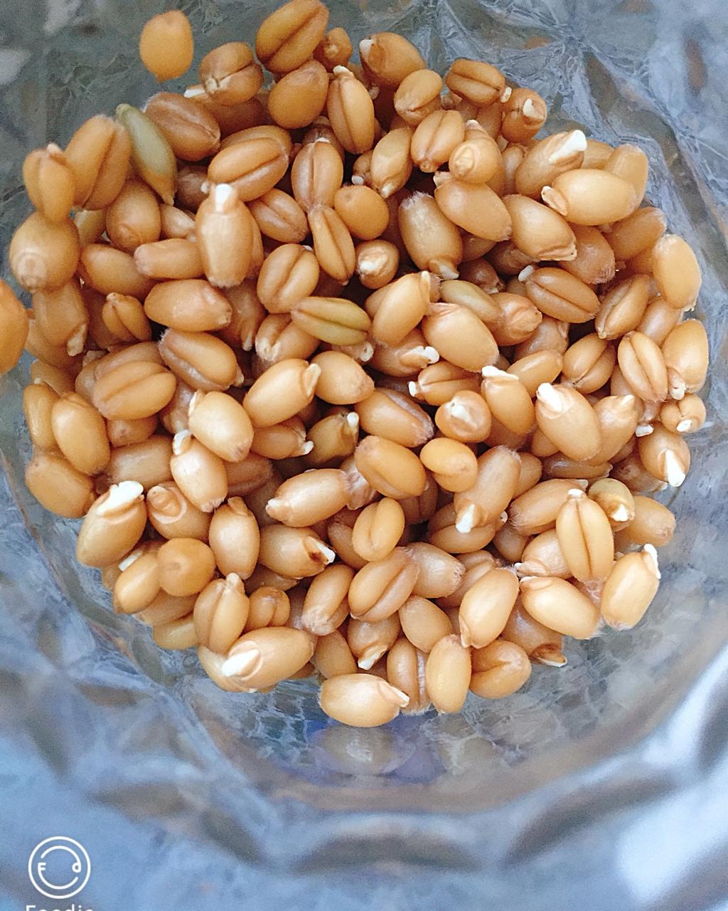 【健康三餐】发芽小麦饭