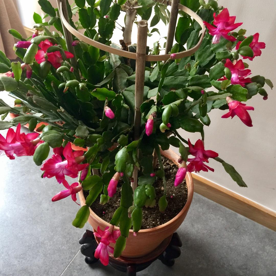 搬一座花园回家