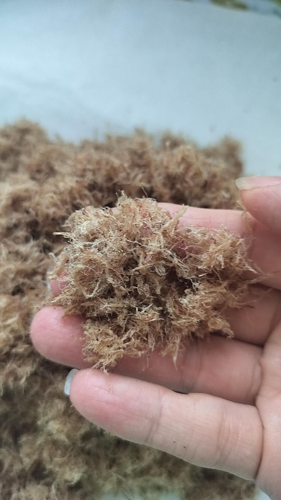 自制原味༄「牛肉松」༄