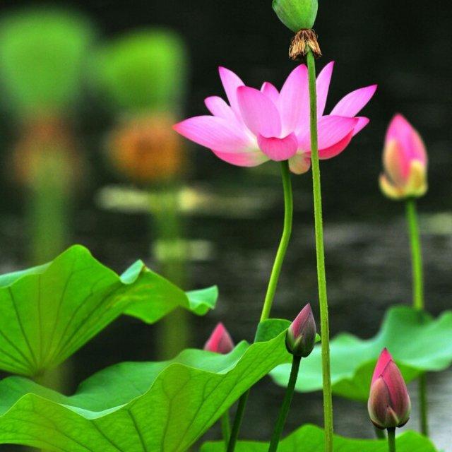 含情秋水