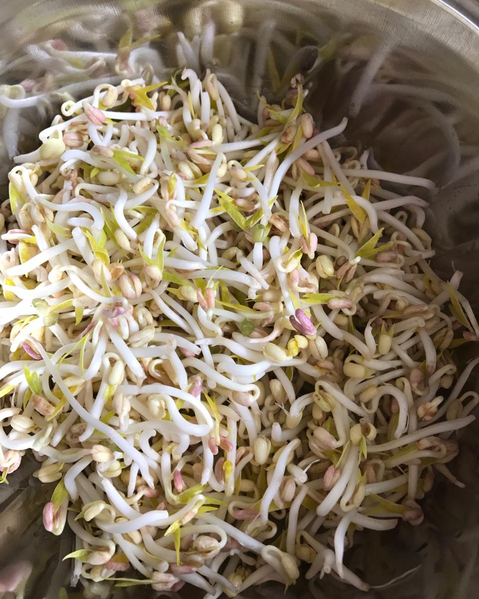 自制豆芽