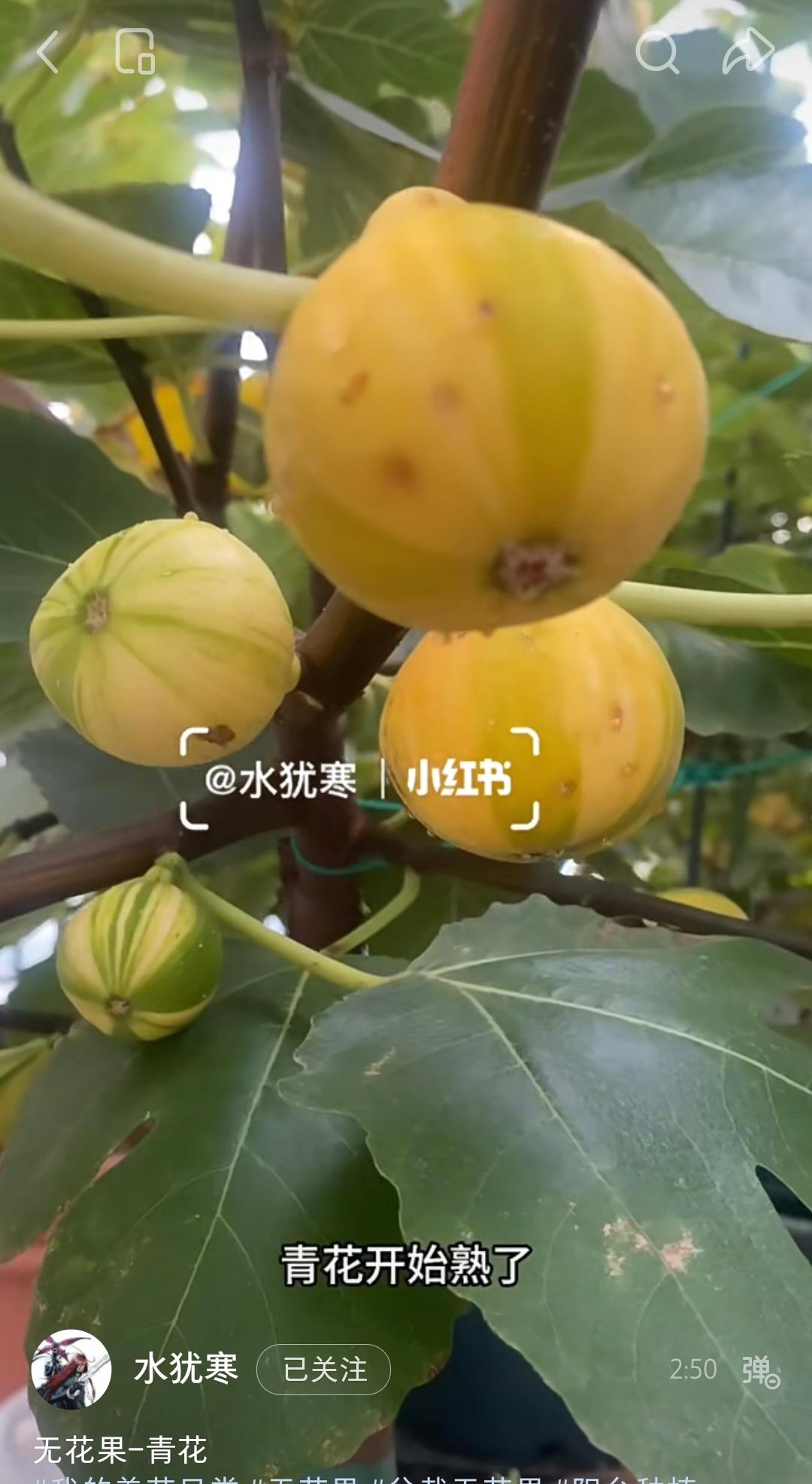 179 青花，花皮品种。果皮黄绿相间果肉红色或琥珀色