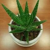 菜品随记