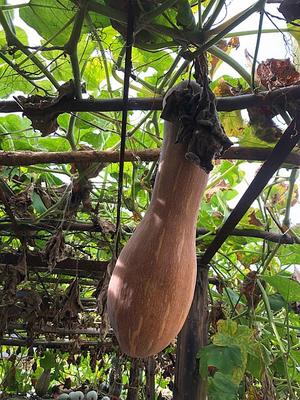 南瓜红豆卷（一次性发酵法）的做法 步骤4