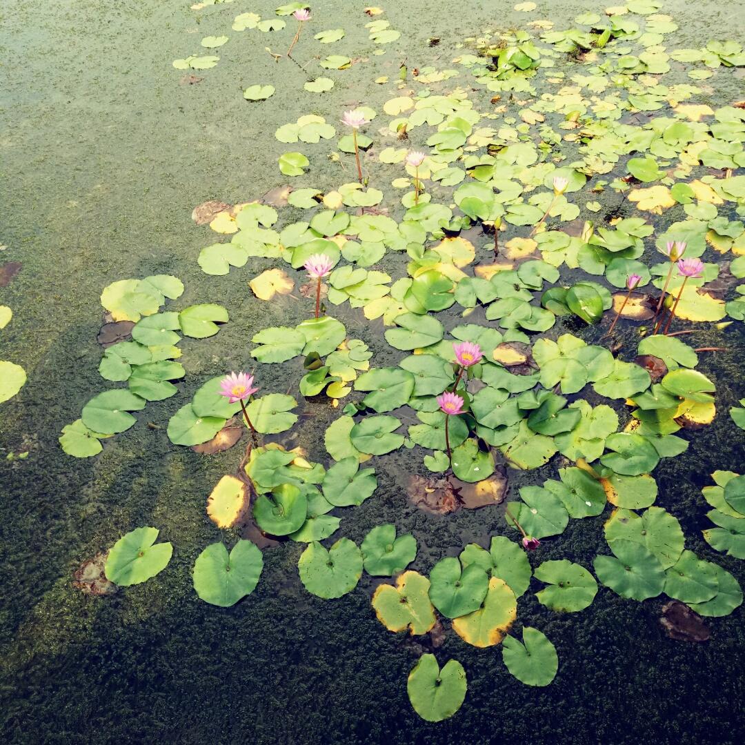 雨后的池塘