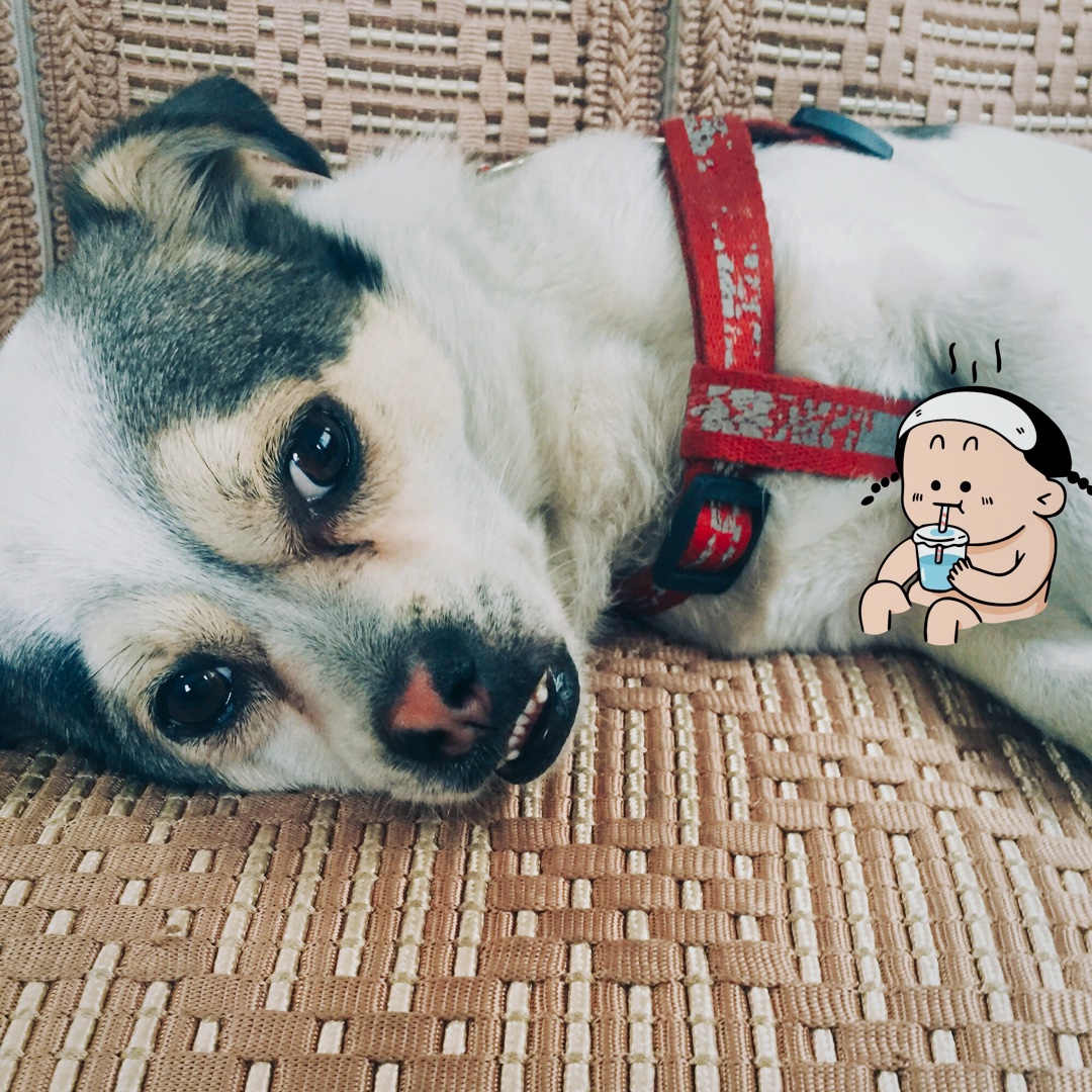 弋呀弋呀哟