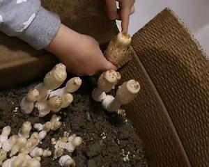 【超多图】和娃一起养蘑菇史上最全教程！早晚喷水就能收获的做法 步骤4