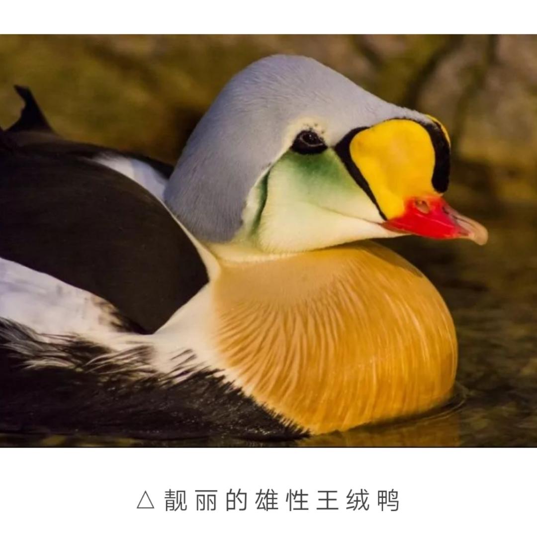 素卿花