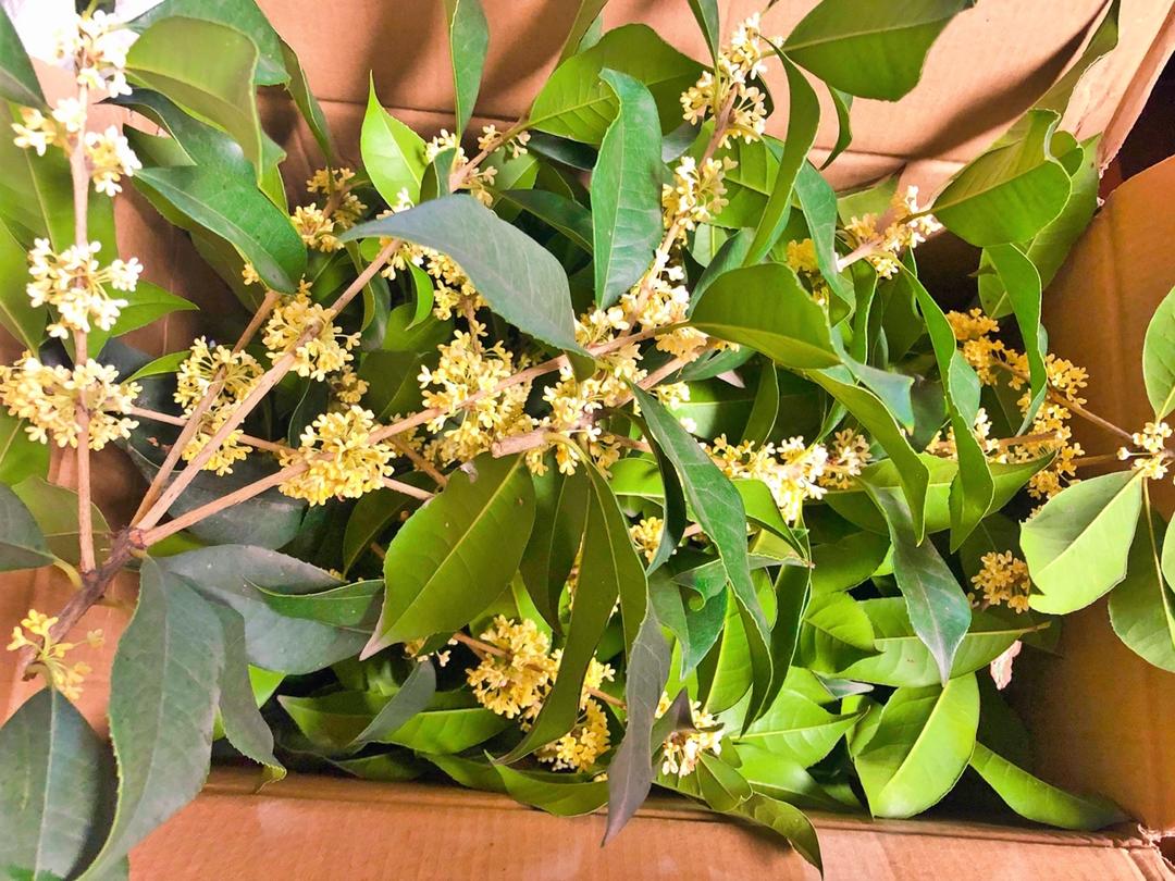 沁人心脾的桂花蜜