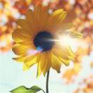 云淡风轻心自扬