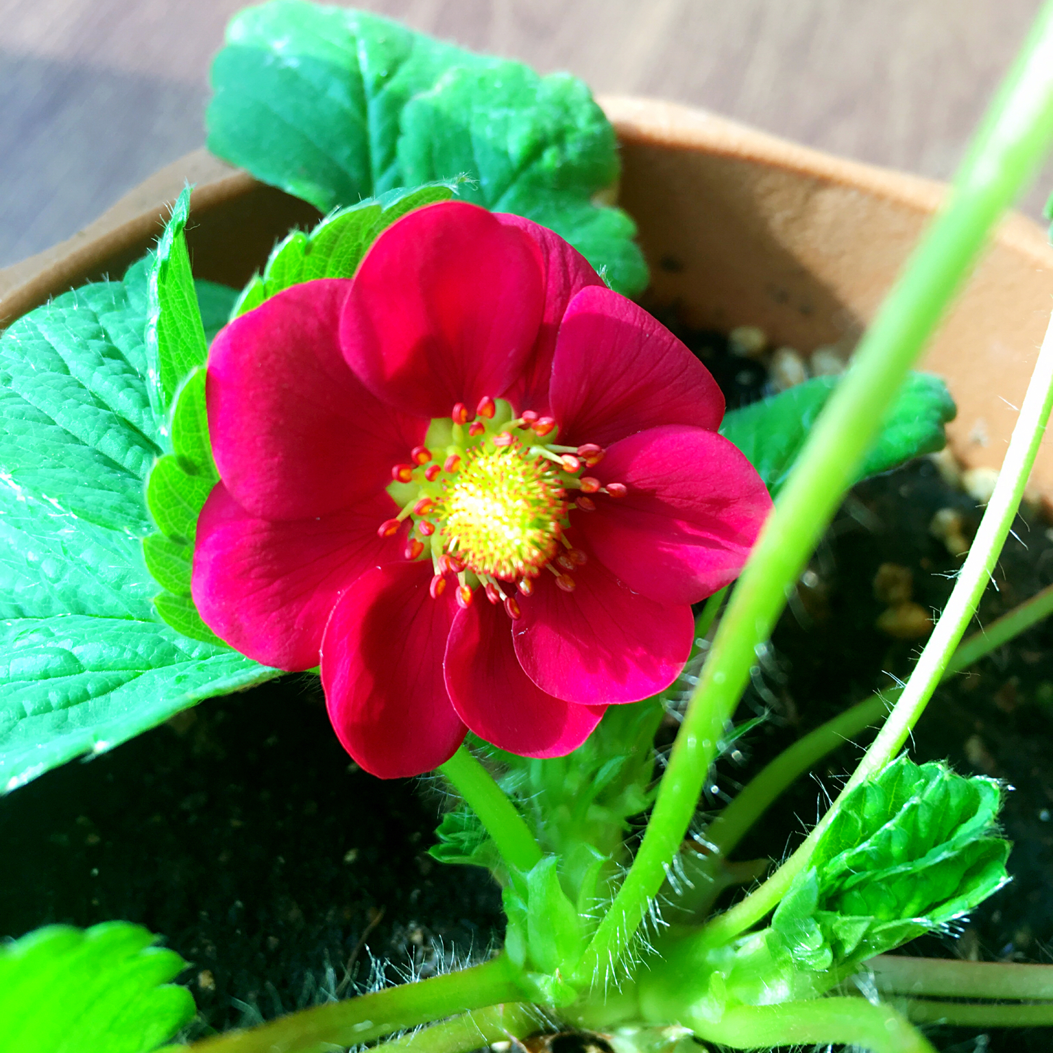 那些美丽的食材