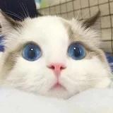 亲爱的蒙