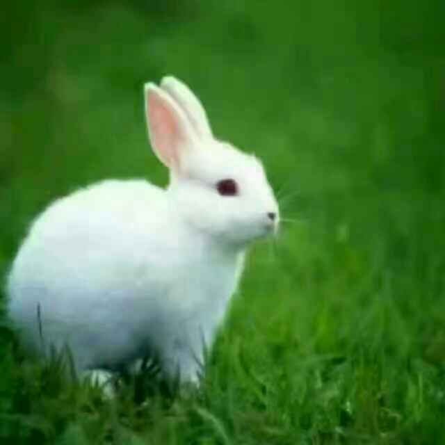 米菲兔