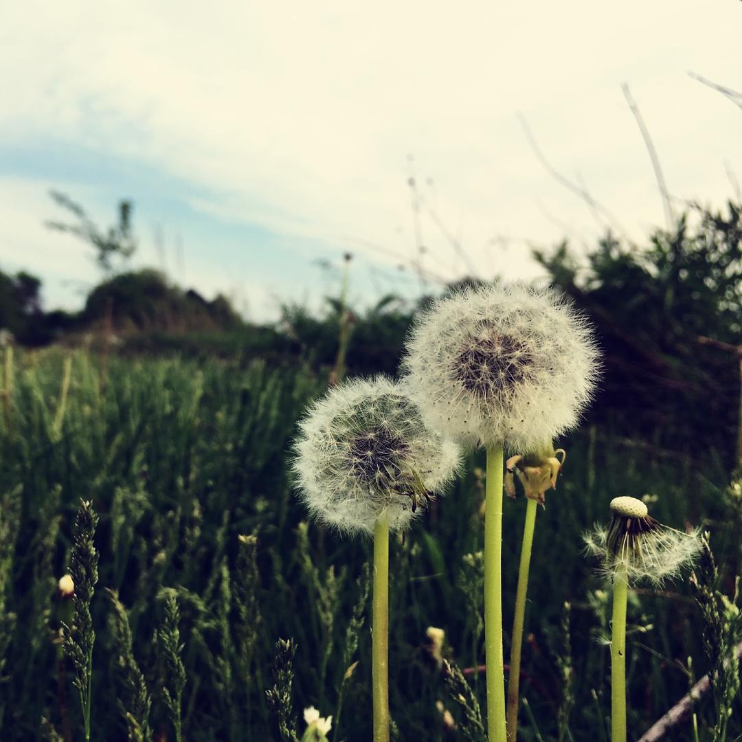 苹果de厨房