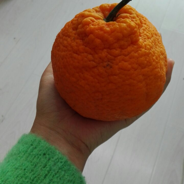 杨珍宝