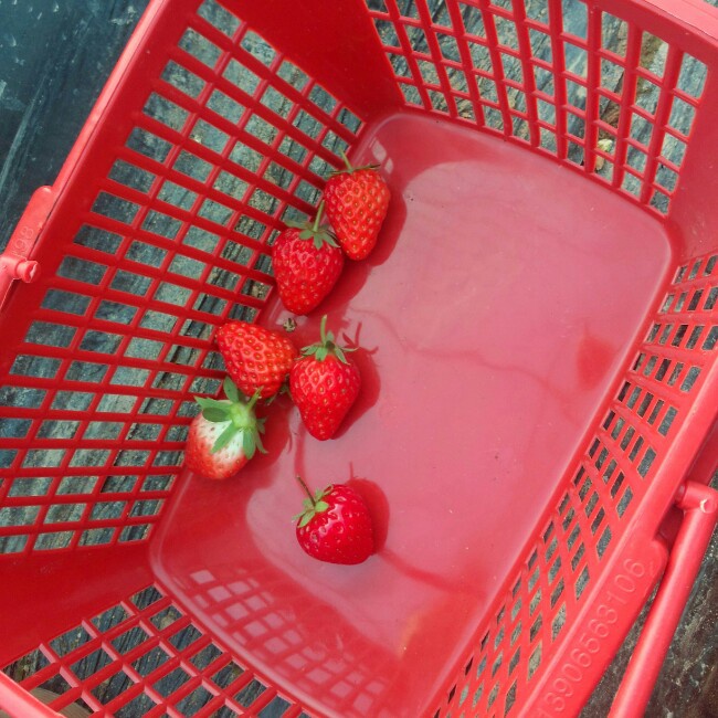 今冬第一颗草莓