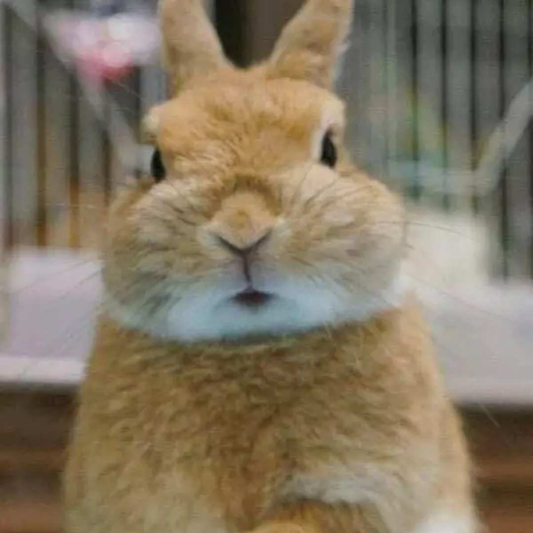 爱食物的胖兔子