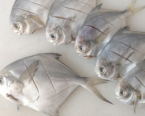 酱焖鲳鱼，胶东沿海传统做法的做法 步骤1
