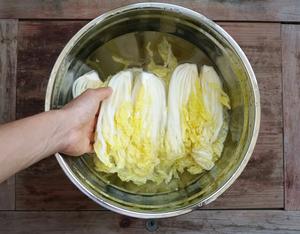 韩式白菜泡菜的做法 步骤4