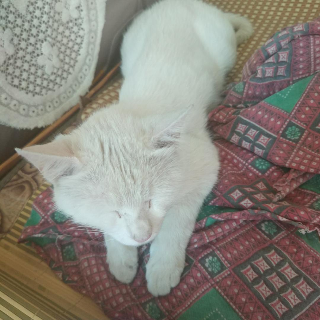 artemis0717