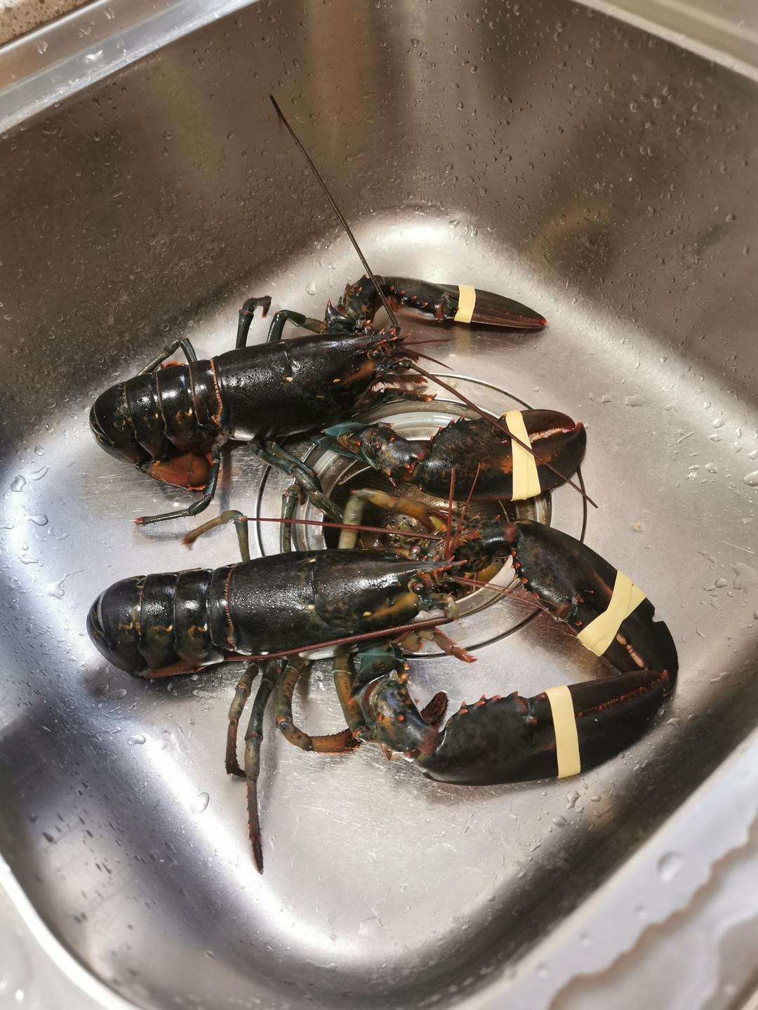处理波士顿龙虾