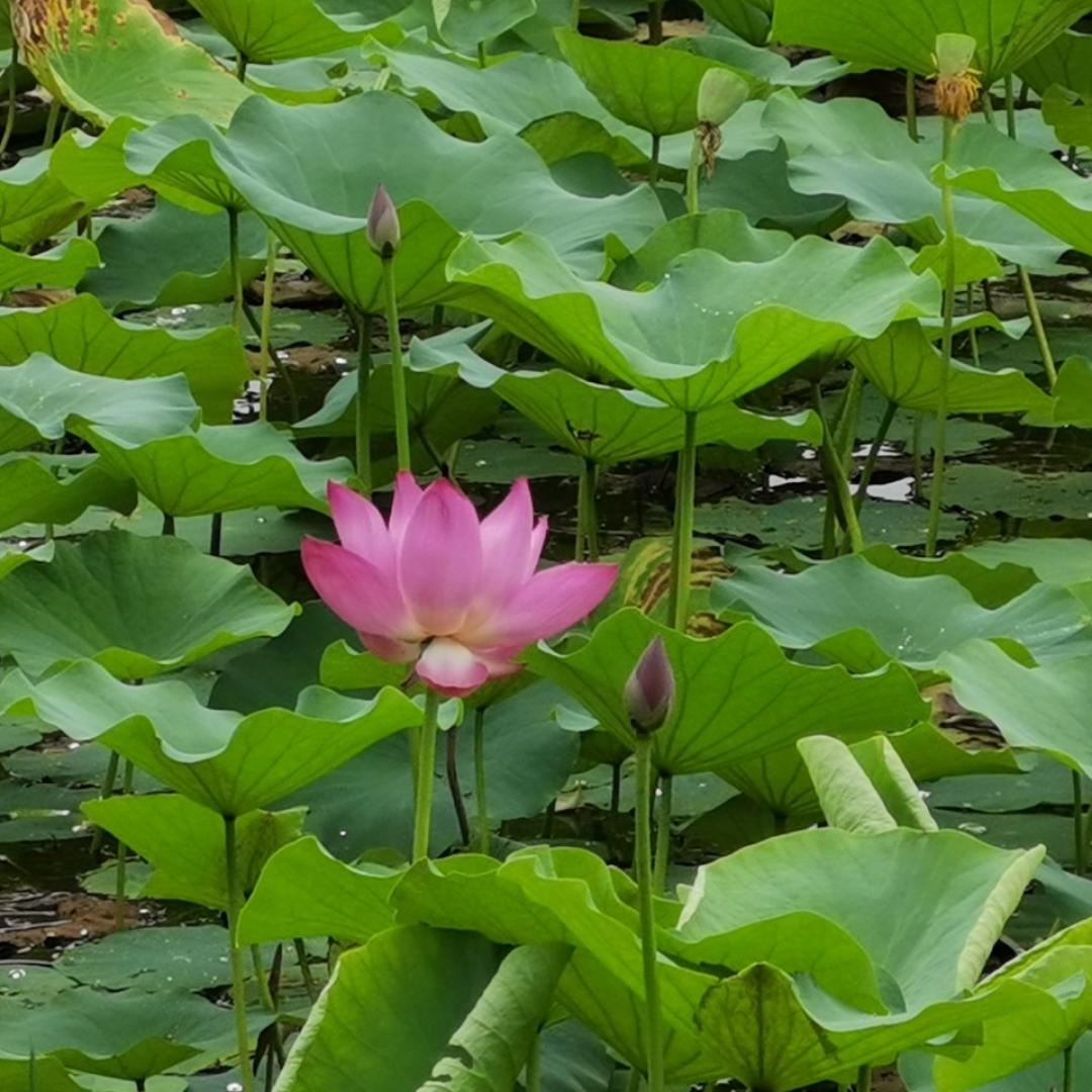 花研的厨房