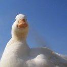 偶尔做做料理的小陈