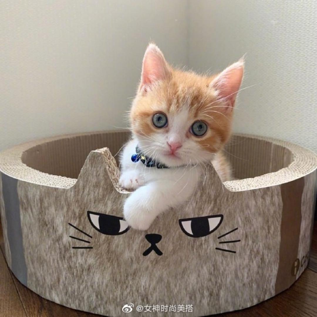 解语麻麻