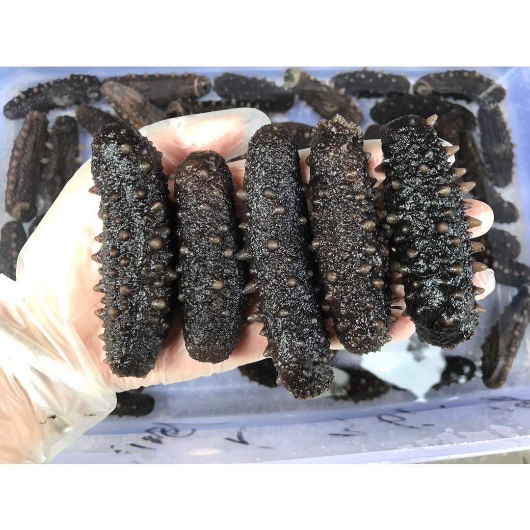 海参泡发•（新手学得会）