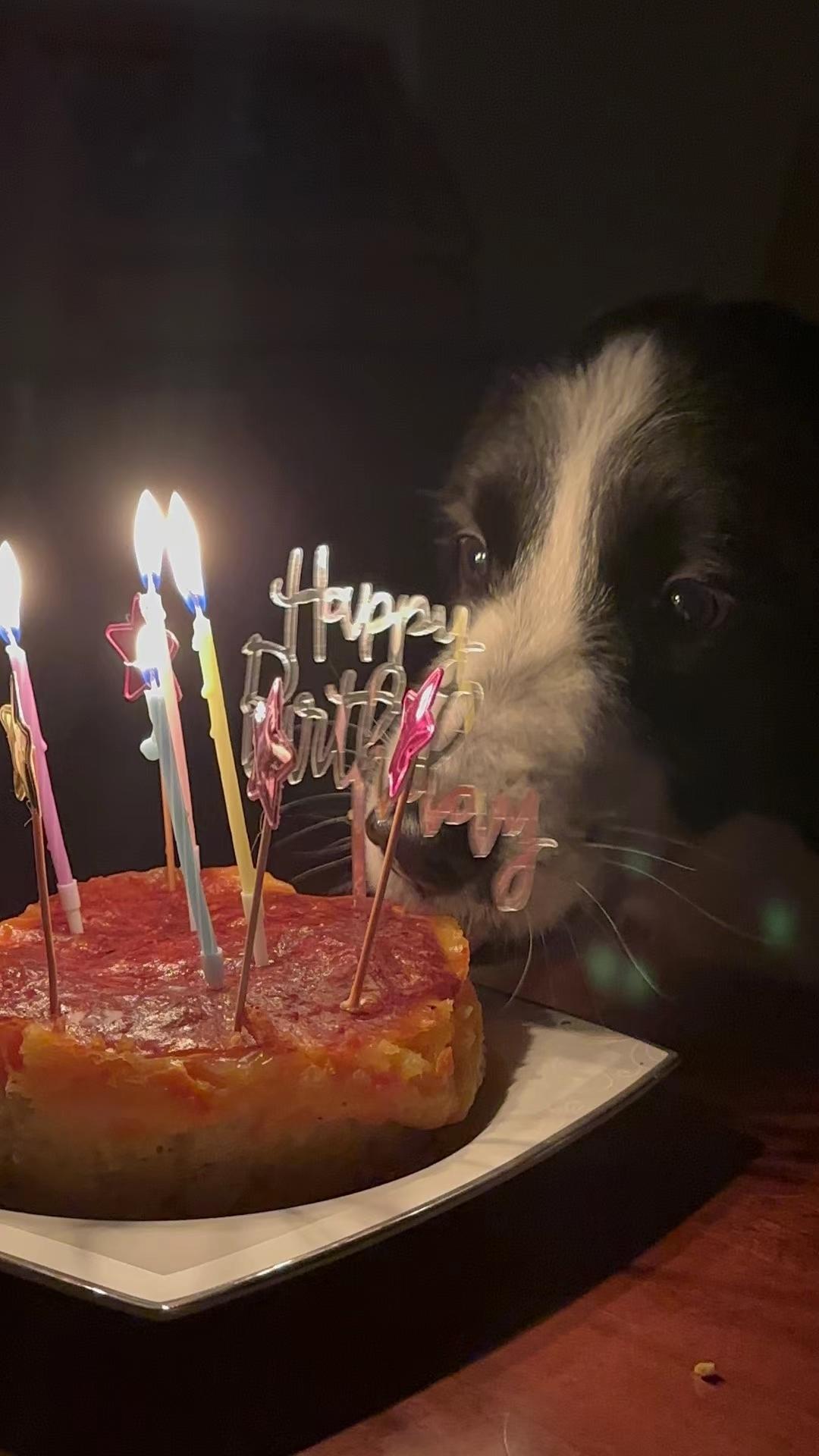 狗狗生日蛋糕（纯天然无色素无面粉）