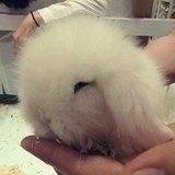 小兔爱上烹饪