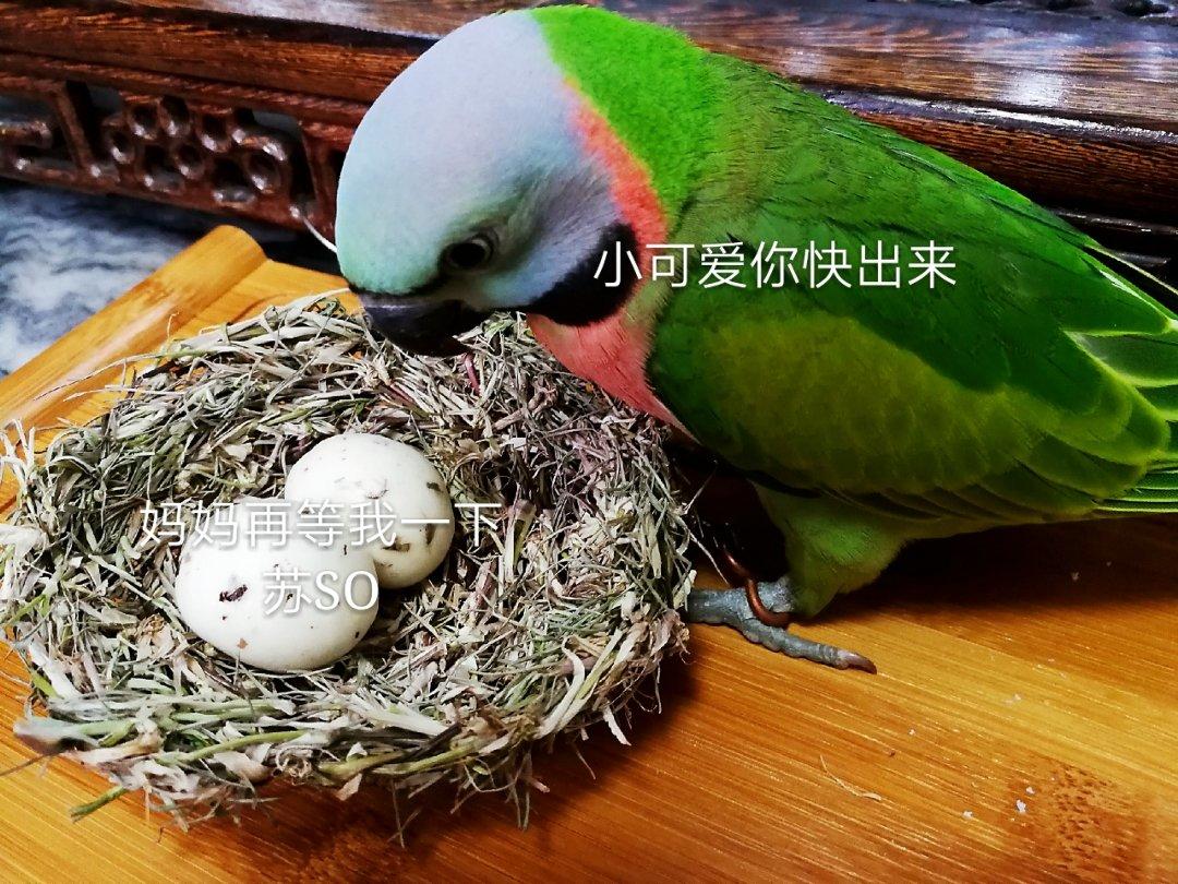 鹌鹑蛋(鸟蛋原创)馒头