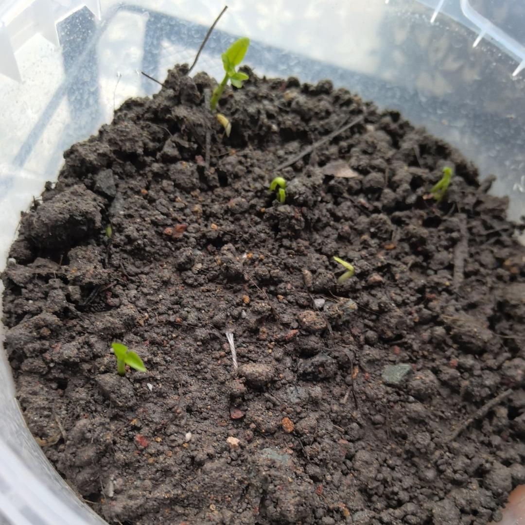 种一杯随取随用的柠檬叶