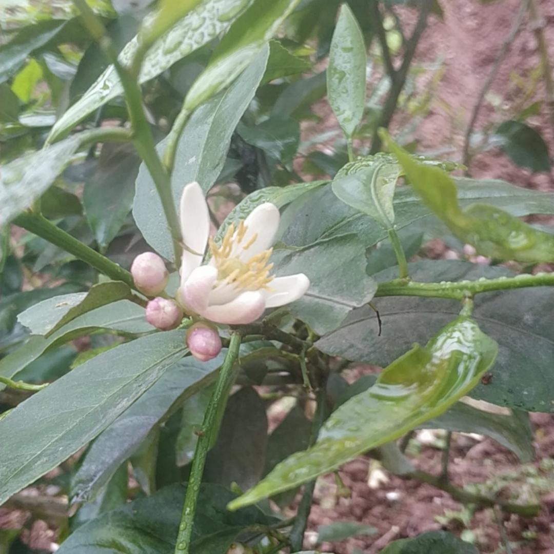 蔗糖白开