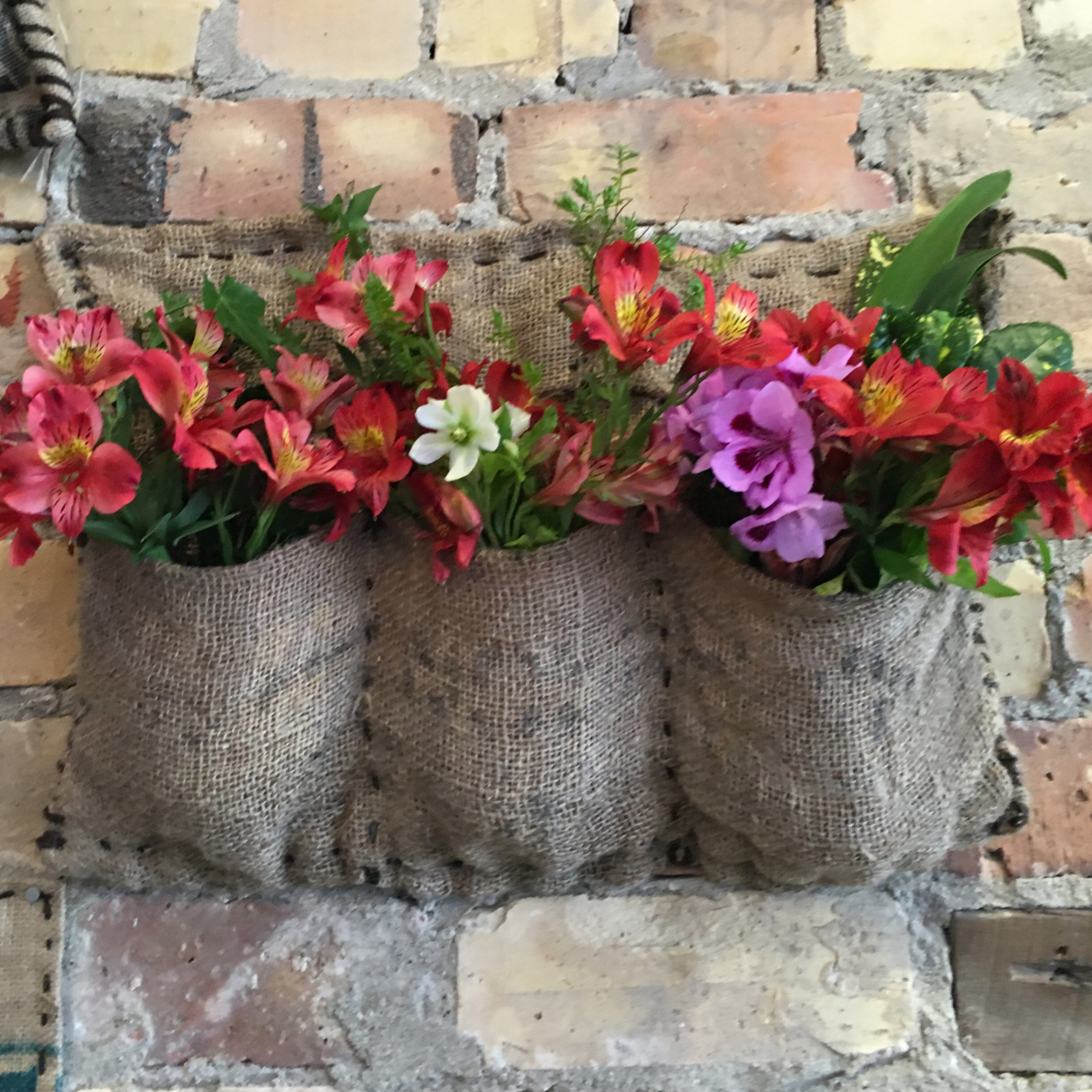 我家的花花草草