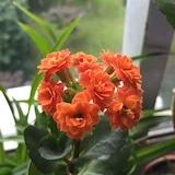 珍珠奶茶_9qel
