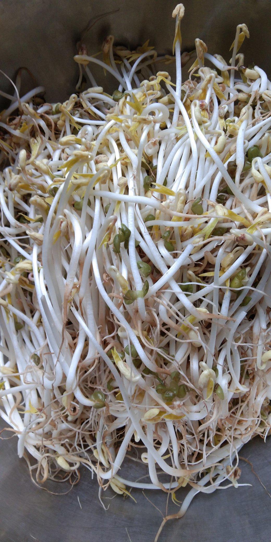 自发豆芽👉👉不用豆芽机版且附操作视频