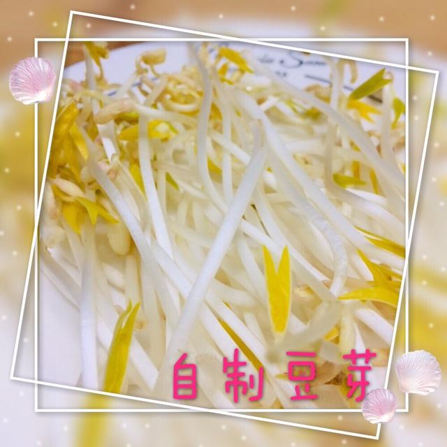 自制豆芽
