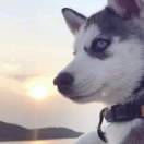 幸福的大狗子