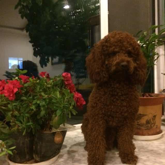 刘芫荽