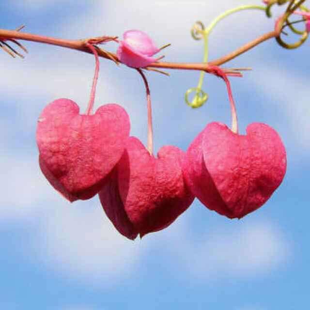  CC~cherry 