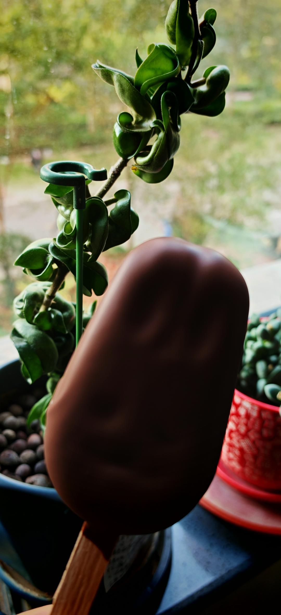 无需模具！奶香浓郁！脆皮奥利奥奶香雪糕🍦