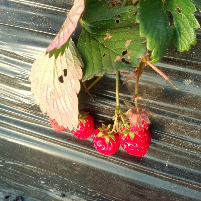 今冬第一颗草莓