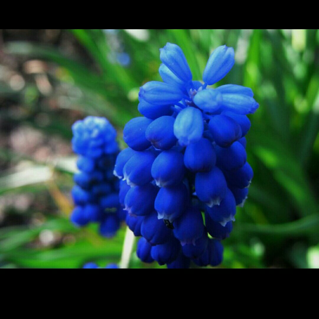 蓝色蕙草
