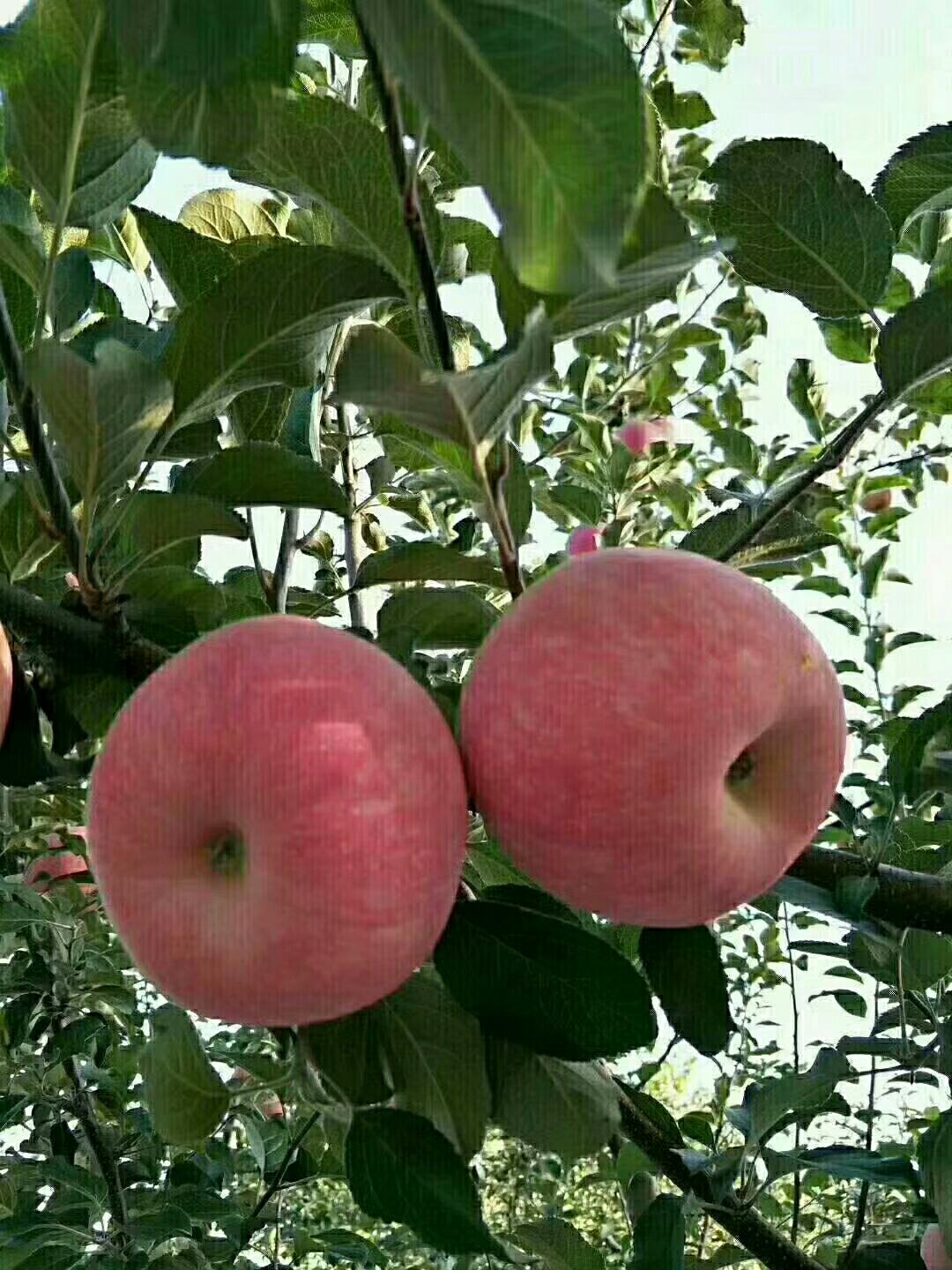自家苹果推荐的做法