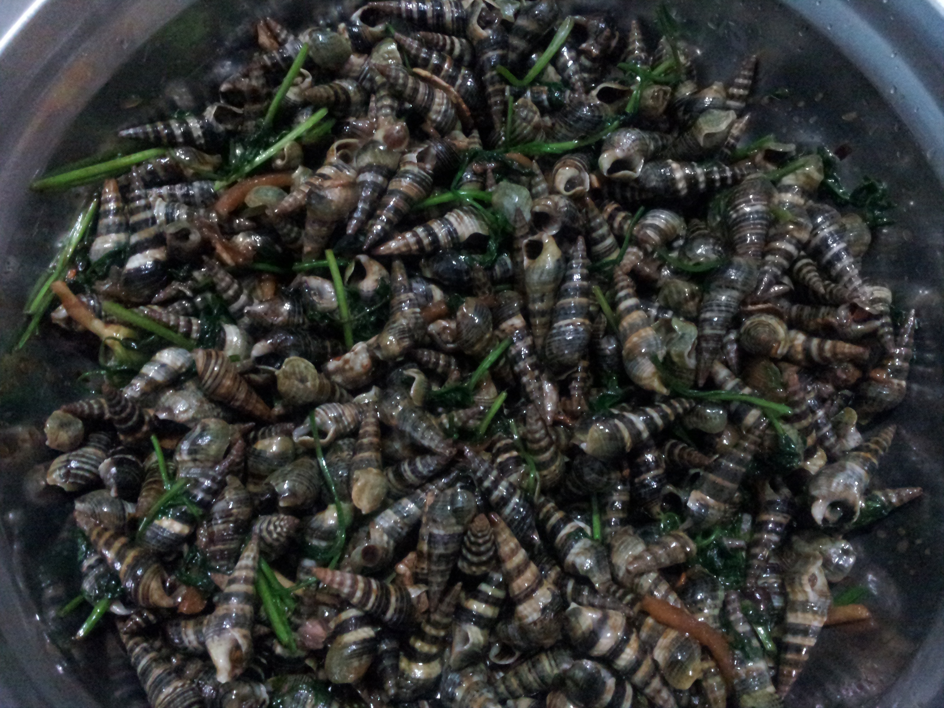 布尾曲做的九层塔炒海螺狮