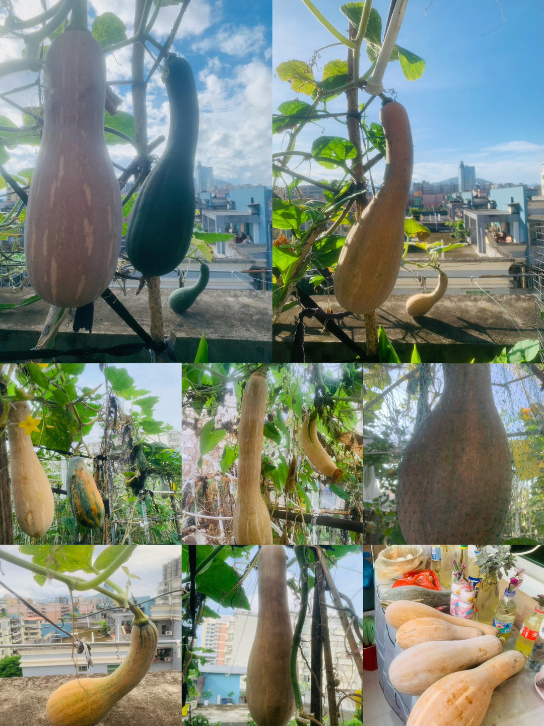 南瓜马拉糕