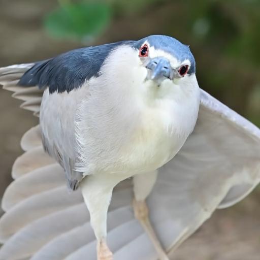 凯文kevinz
