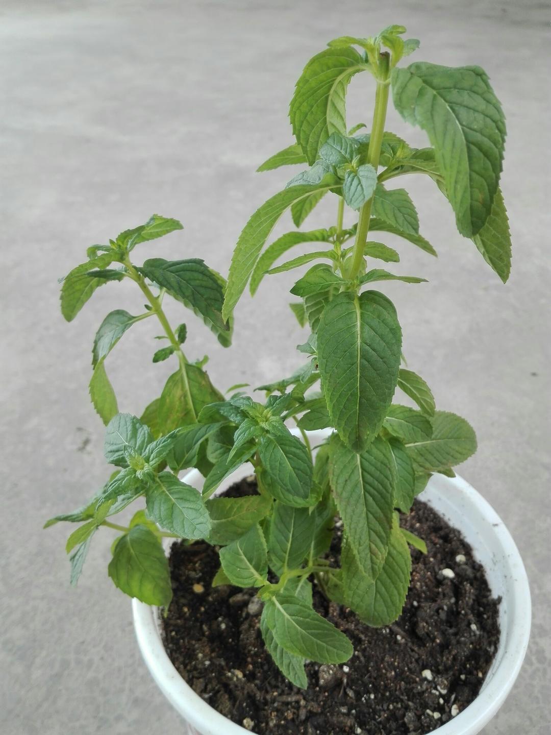 在阳台养花种草

是一种生活情趣