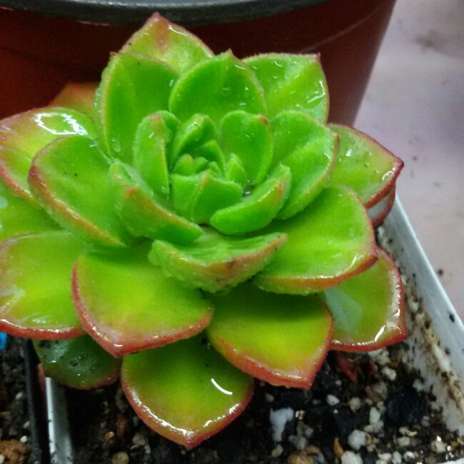 因为所以没道理